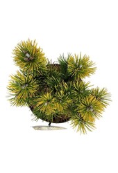 Denneboom Pinus mugo Winter Gold