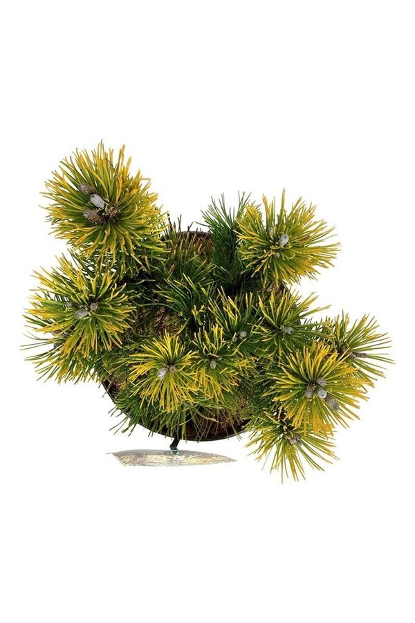 Denneboom Pinus mugo Winter Gold