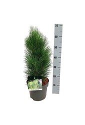 Pin Pinus nigra Green Tower