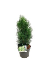 Pin Pinus nigra Green Tower