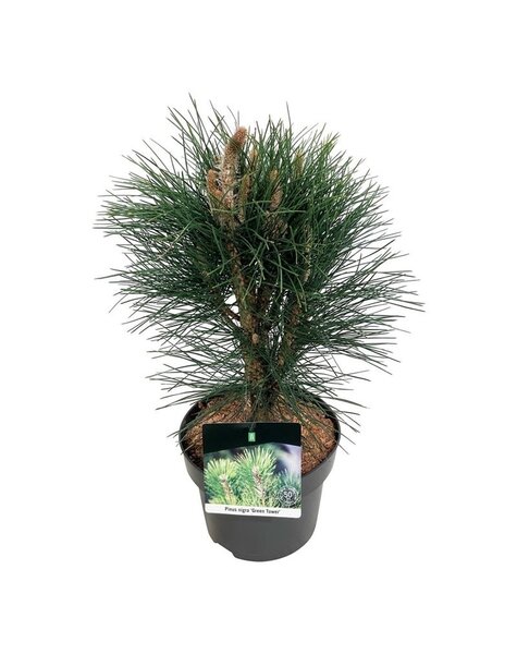 Pinus