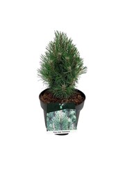 Denneboom Pinus mugo Columnaris