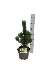 Denneboom Pinus nigra Oregon Green