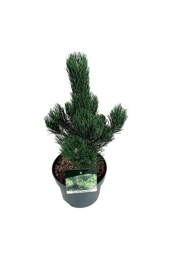 Denneboom Pinus nigra Oregon Green