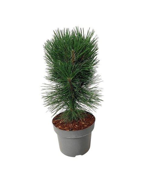 Pinus