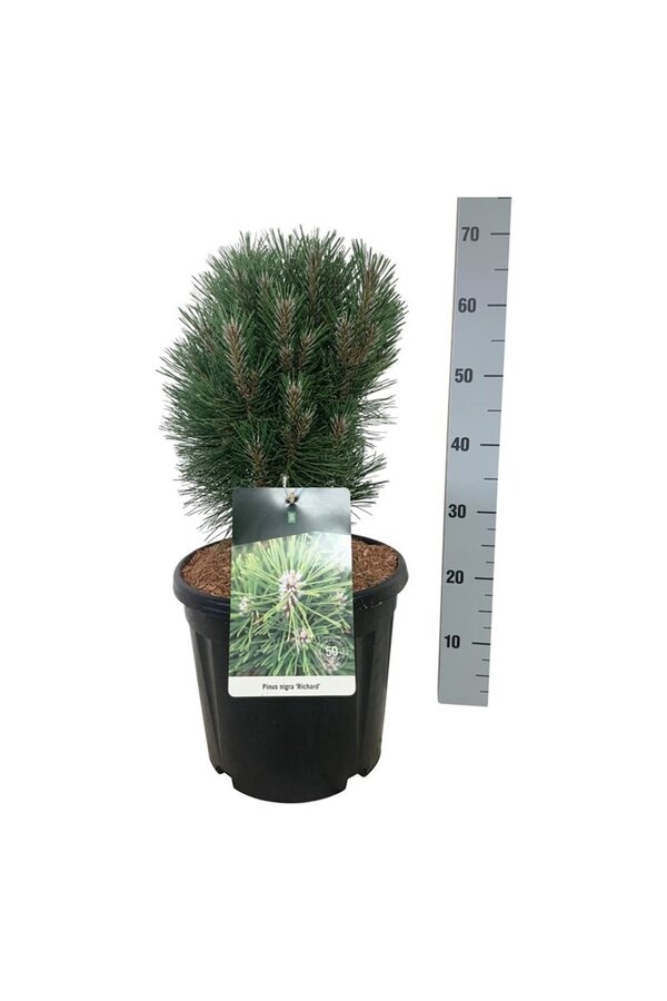 Denneboom Pinus nigra Richard