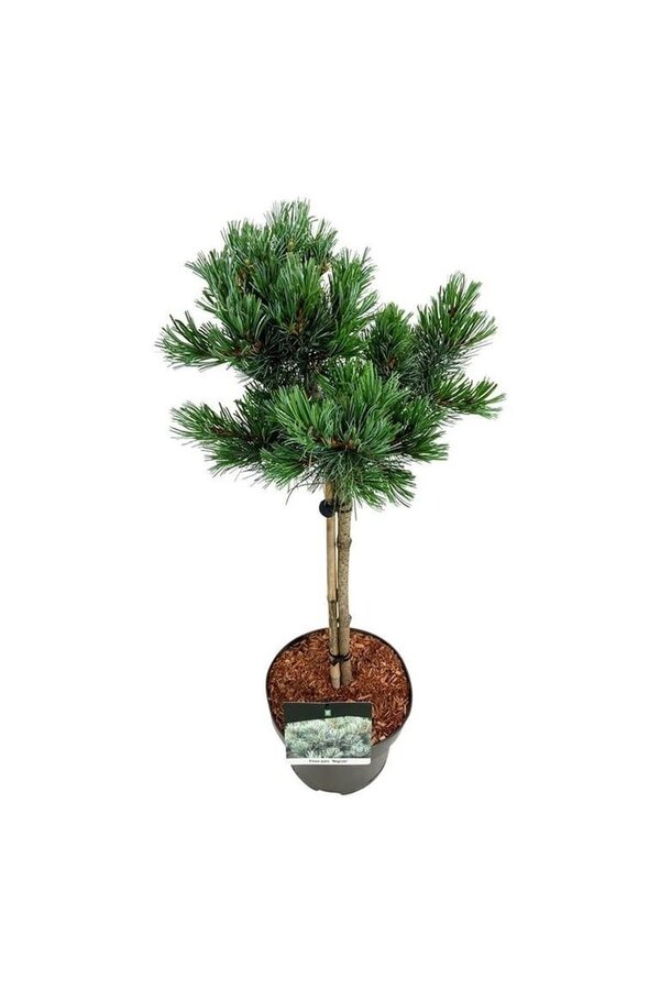 Pin Pinus Negishi