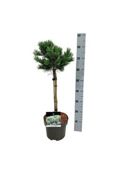 Denneboom Pinus Negishi