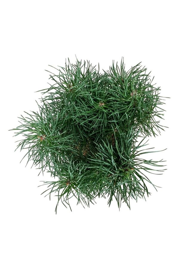 Denneboom Pinus Blue Pearl ®