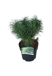 Pinus Blue Pearl ®