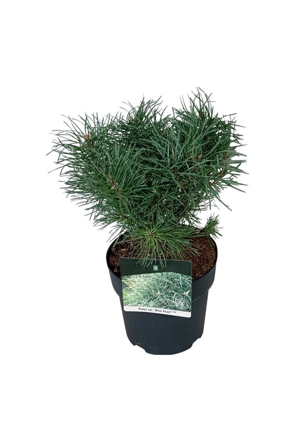 Pinus Blue Pearl ®