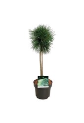 Pin Pinus Blue Pearl ®