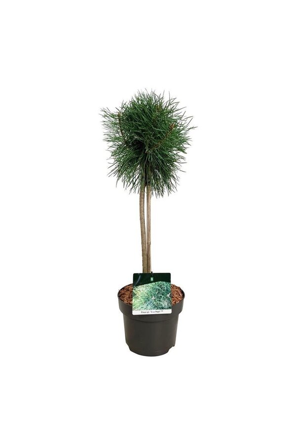 Pin Pinus Blue Pearl ®
