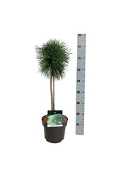 Denneboom Pinus Blue Pearl ®