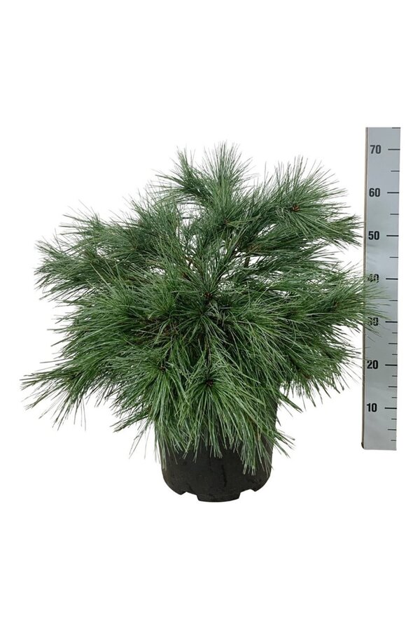 Denneboom Pinus strobus Blue Shag
