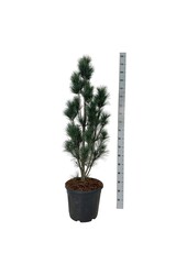 Denneboom Pinus strobus Stowe Pillar
