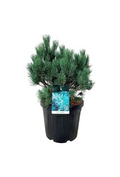Denneboom Pinus Watereri