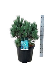 Denneboom Pinus Watereri