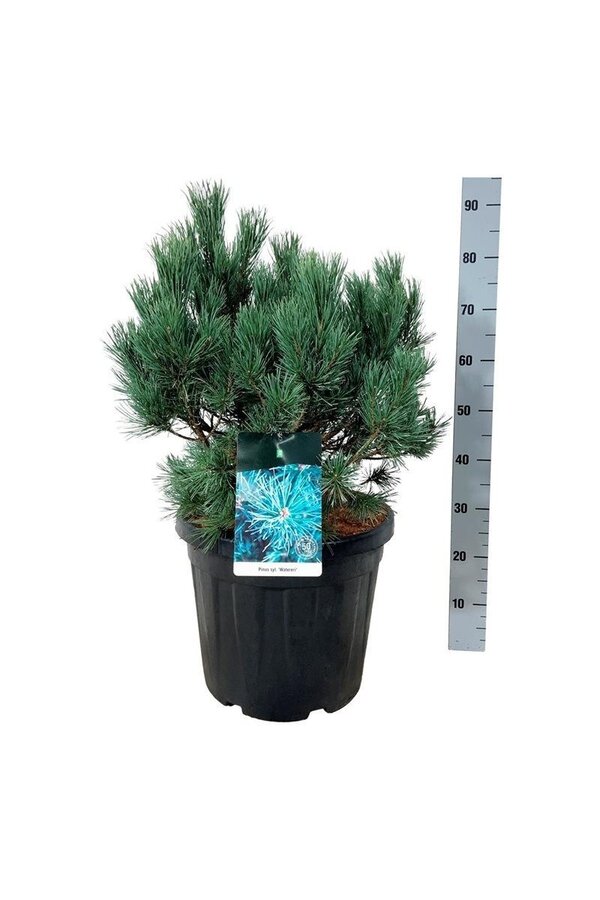 Pin Pinus Watereri