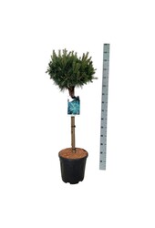 Denneboom Pinus Watereri