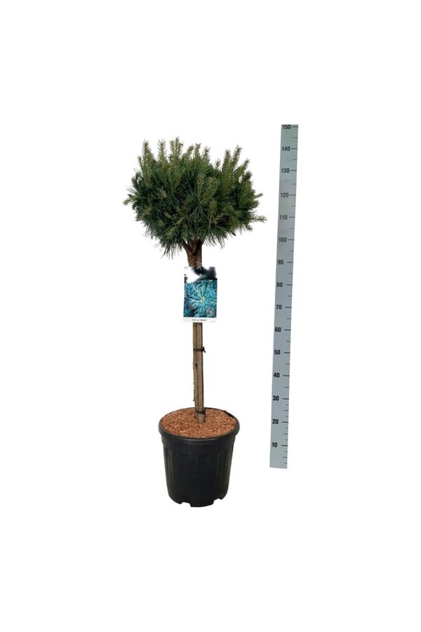 Pin Pinus Watereri