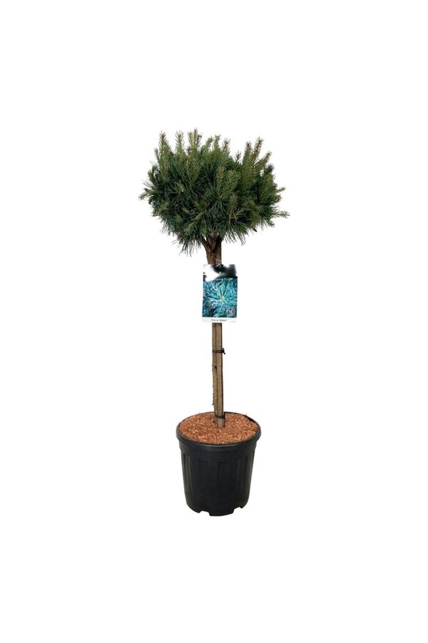 Denneboom Pinus Watereri