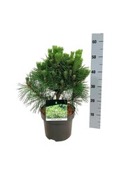 Denneboom Pinus thunbergii Sayonara