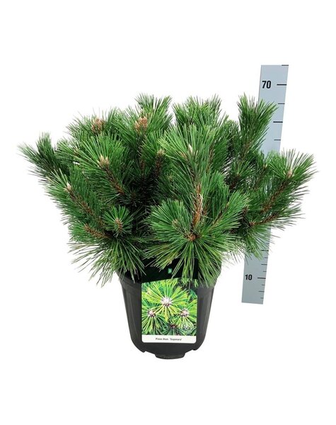 Pinus