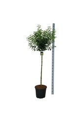 Laurier du Portugal Prunus Brenelia PBR