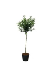 Laurier du Portugal Prunus Brenelia PBR