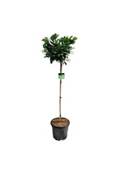 Portugese laurier Prunus Etna