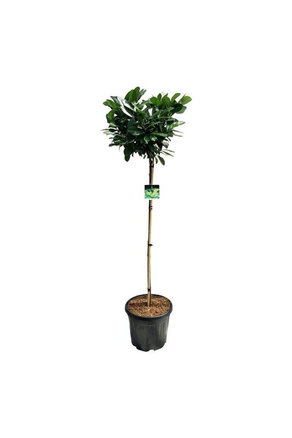 Portugese laurier Prunus Etna