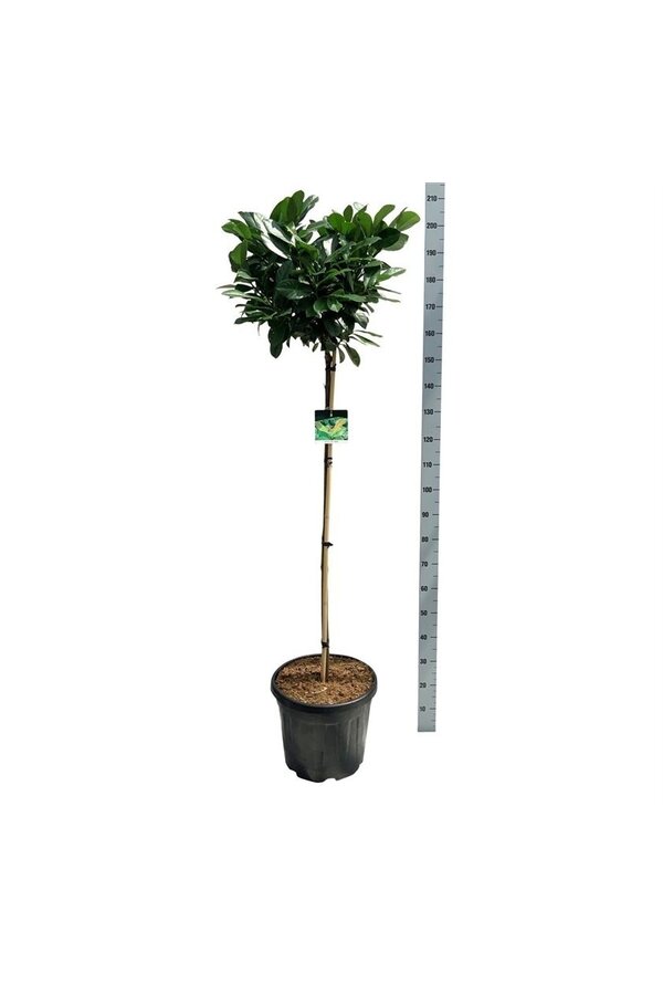 Laurier du Portugal Prunus Etna