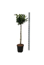 Laurier du Portugal Prunus Titan ®