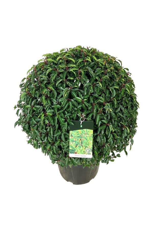 Laurier du Portugal Prunus Angustifolia