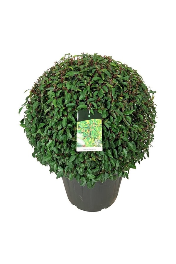 Laurier du Portugal Prunus Angustifolia