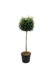 Portugese laurier Prunus Angustifolia