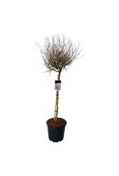 Sering Syringa BLOOMERANG® Dark Purple