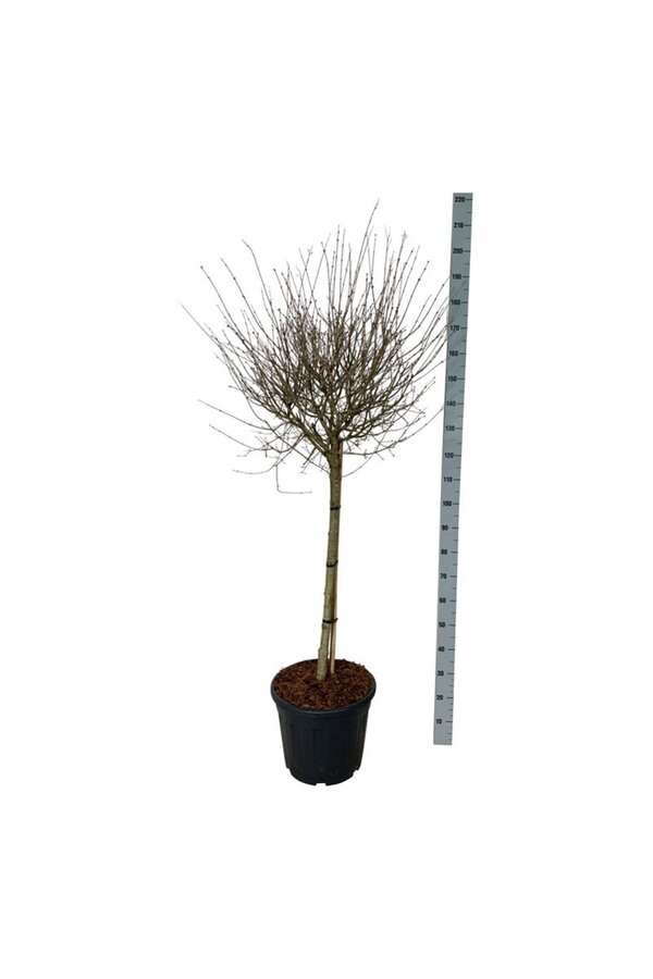 Sering Syringa BLOOMERANG® Pink Perfume