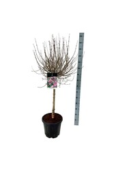 Sering Syringa meyeri Palibin