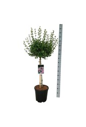 Sering Syringa meyeri Palibin