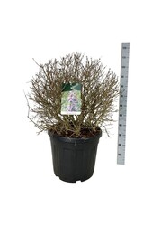 Seringa Syringa Sugar Plum Fairy