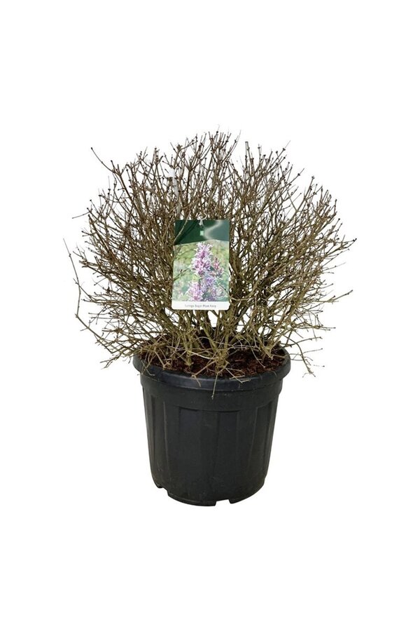 Seringa Syringa Sugar Plum Fairy