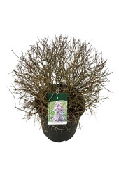 Seringa Syringa Sugar Plum Fairy