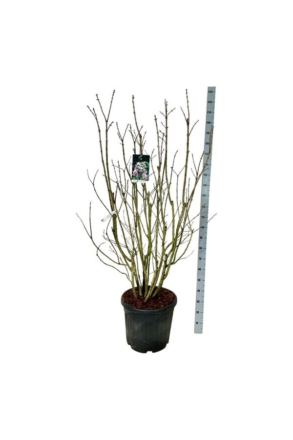 Sering Syringa Beauty of Moscow