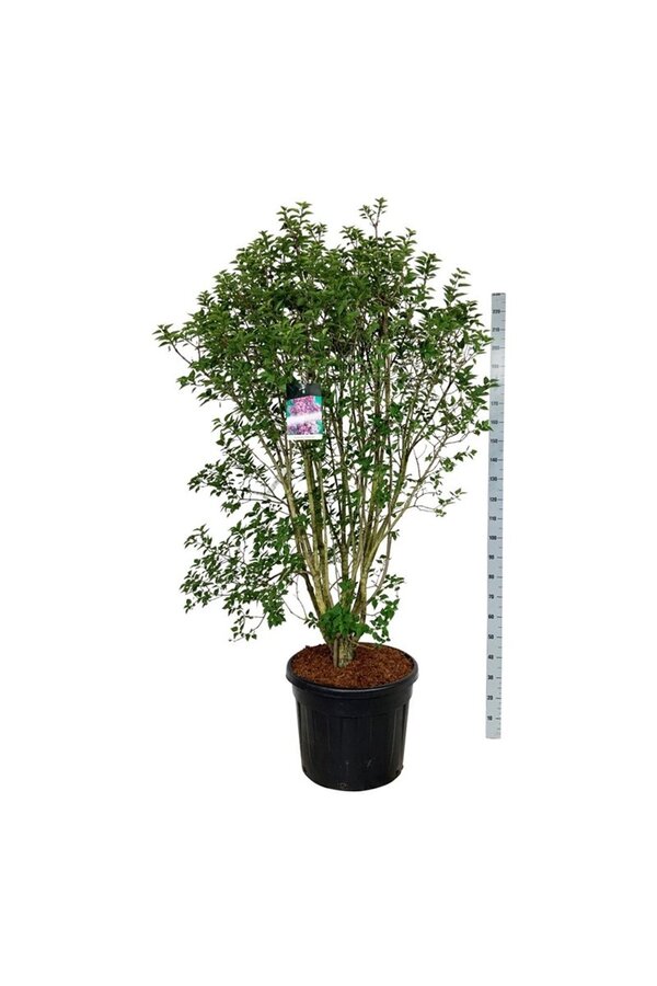 Sering Syringa Charles Joly