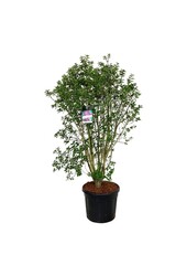 Sering Syringa Charles Joly