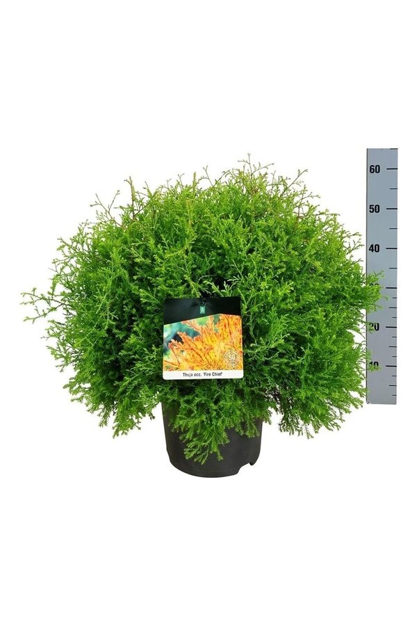 Conifère Thuja Fire Chief