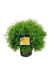 Conifère Thuja Fire Chief