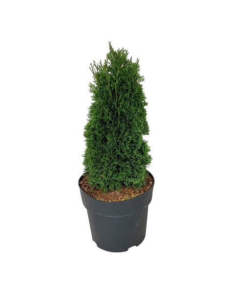 Thuja
